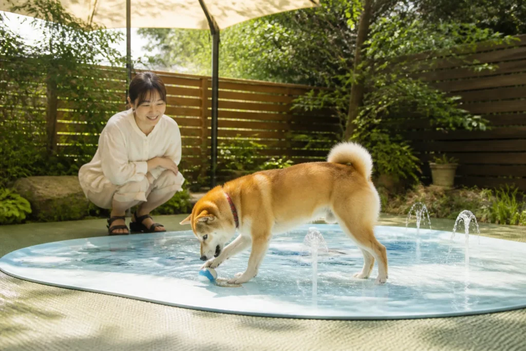 犬用スプラッシュパッド、購入前に何を見る？サイズ・水圧・設置場所の5チェック