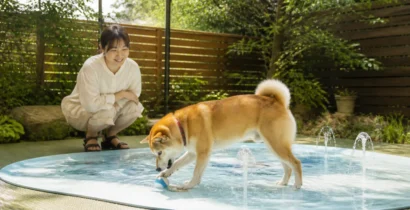 犬用スプラッシュパッド、購入前に何を見る？サイズ・水圧・設置場所の5チェック