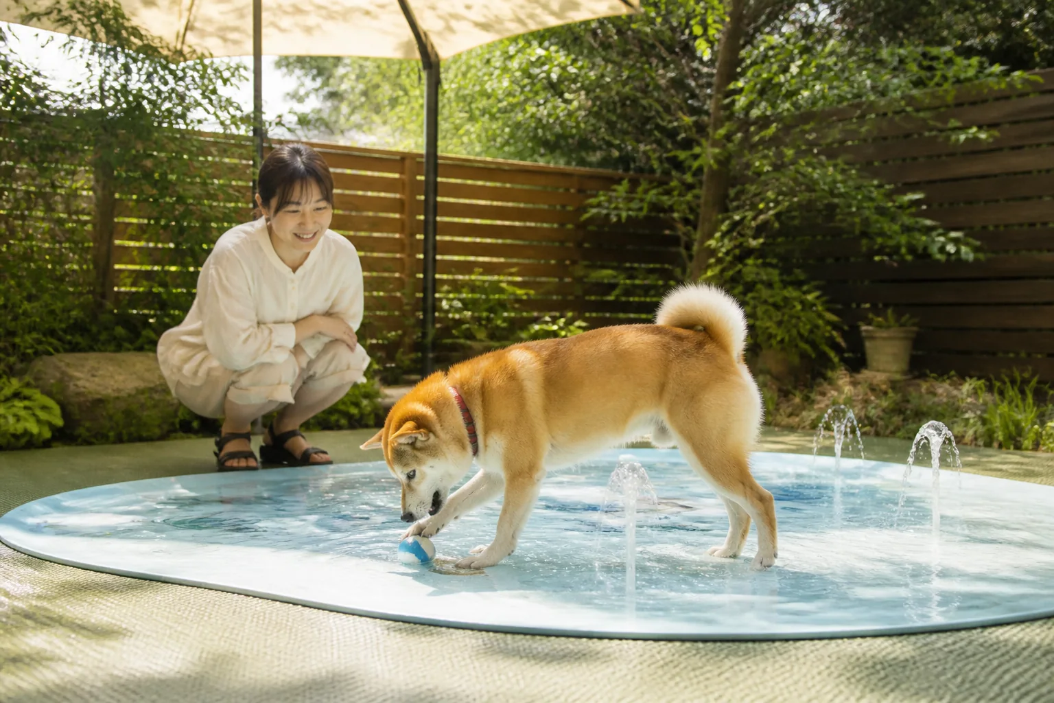 犬用スプラッシュパッド、購入前に何を見る？サイズ・水圧・設置場所の5チェック