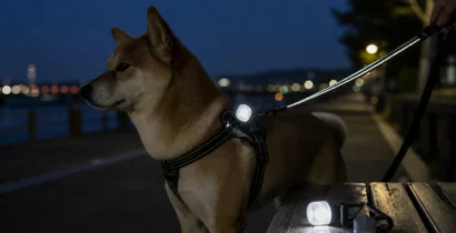 犬の夜間散歩ライトを使う場面から考える 取付位置・点灯時間・防水を見る